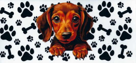 ANIMALS - #076 - Dachshund Pup